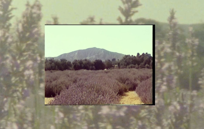 lavender mountain