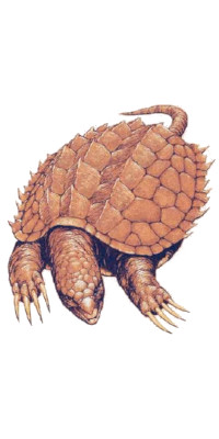 Snapping turtle