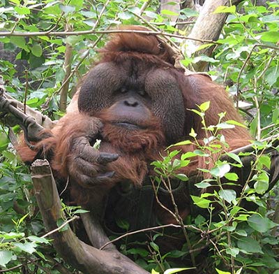Orangutan Image 1