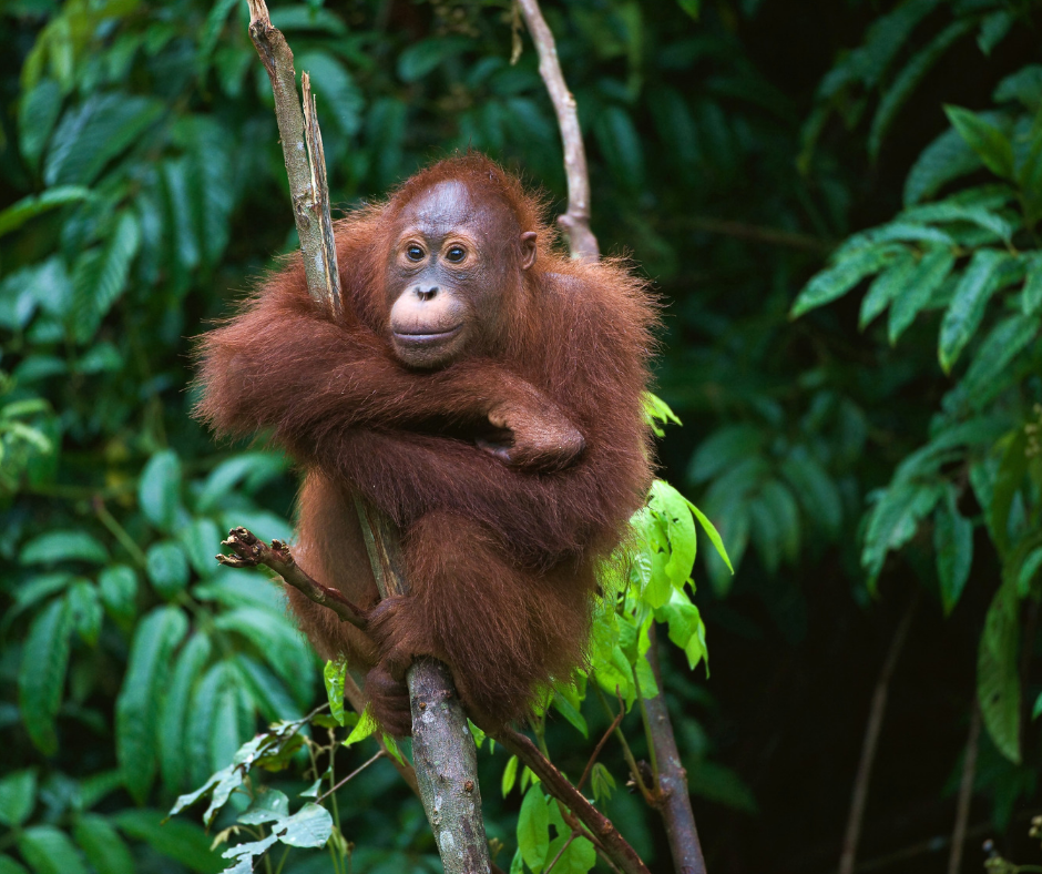 Orangutan Image 2
