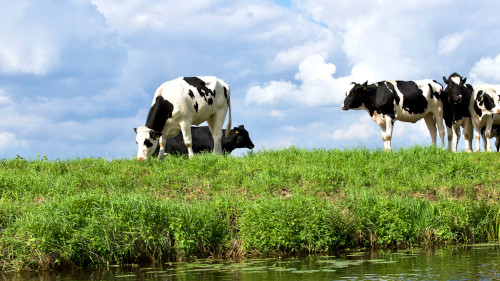 Cows grazing in a field