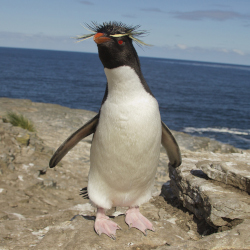 confused penguin