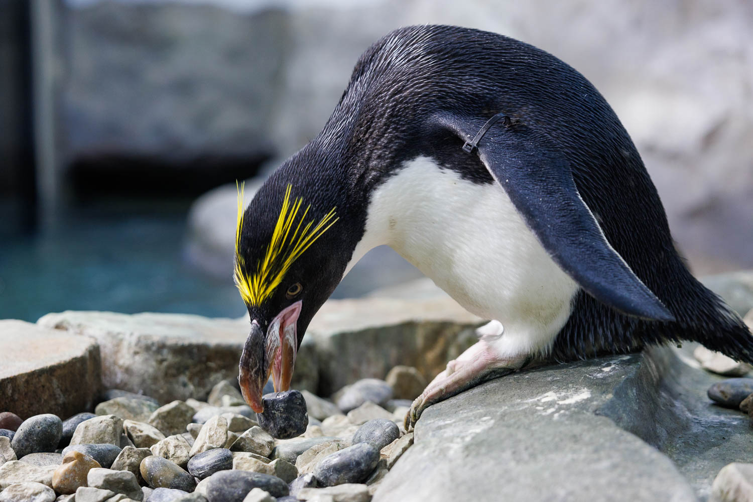 a traditional penguin meal (rocks)