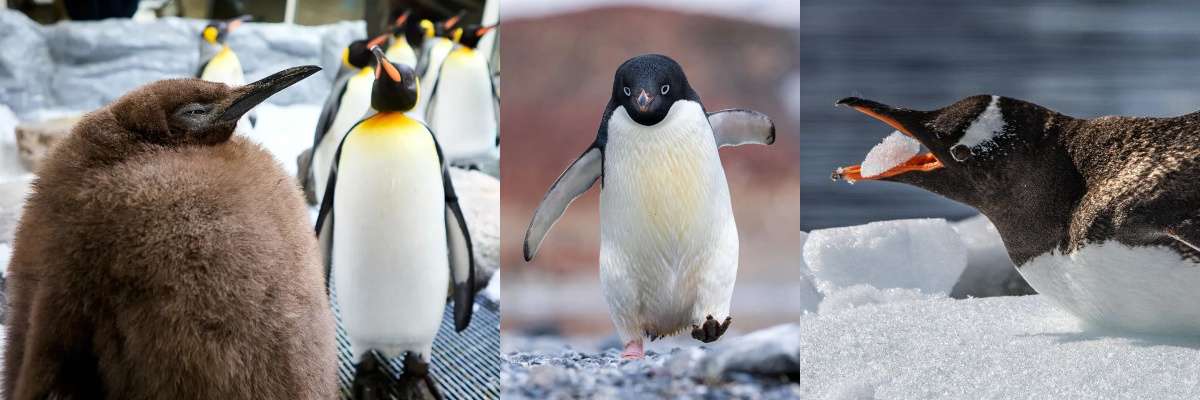 happy penguin employees