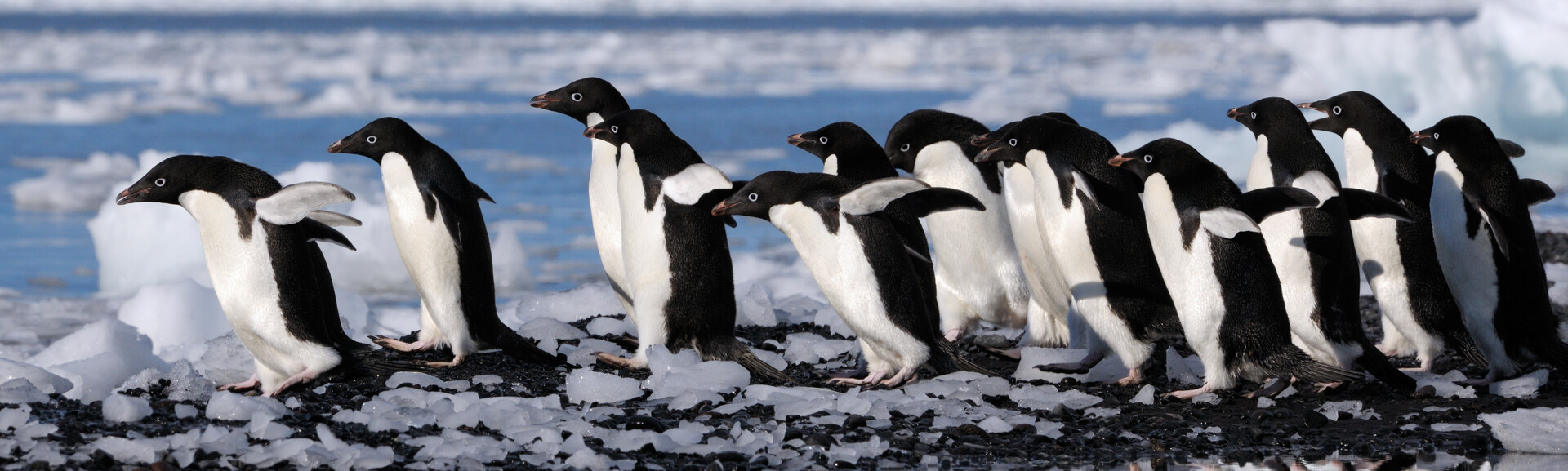 more happy penguin employees
