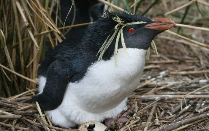 penguin with eyebrows
