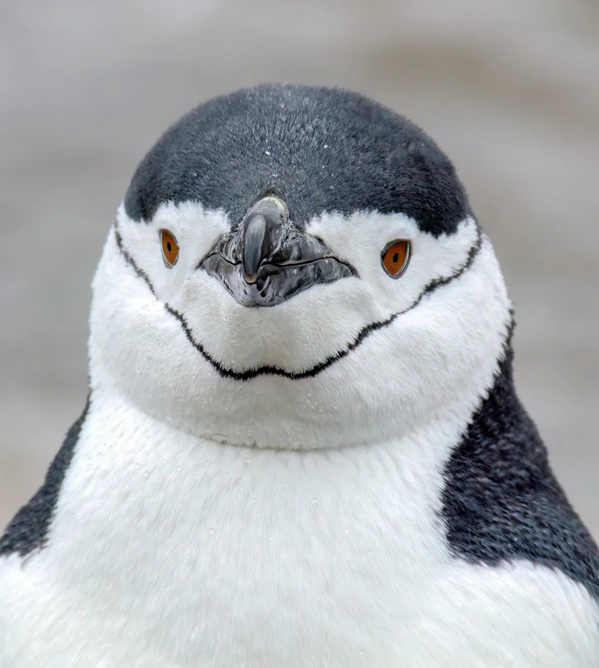 penguin