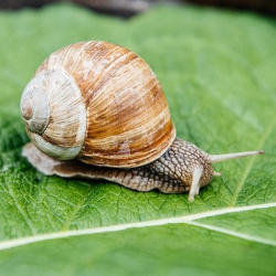 snail