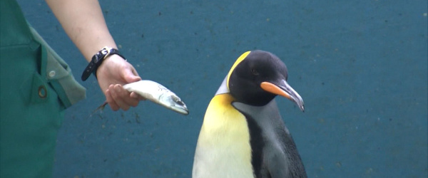 quality control penguin