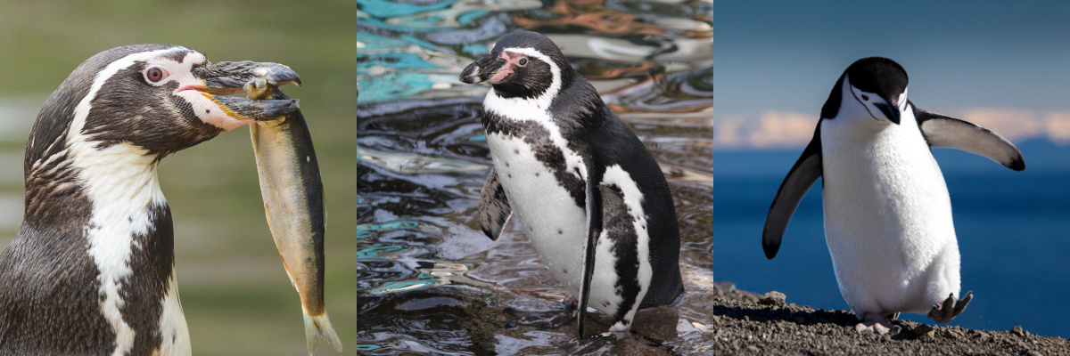 some penguins