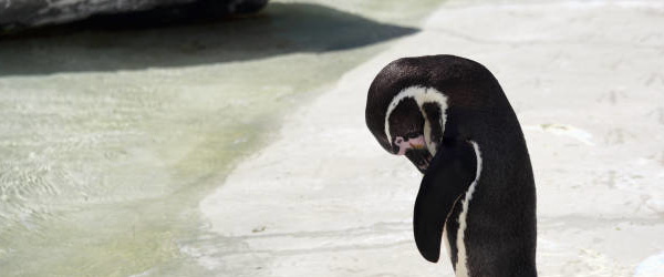 a sad penguin